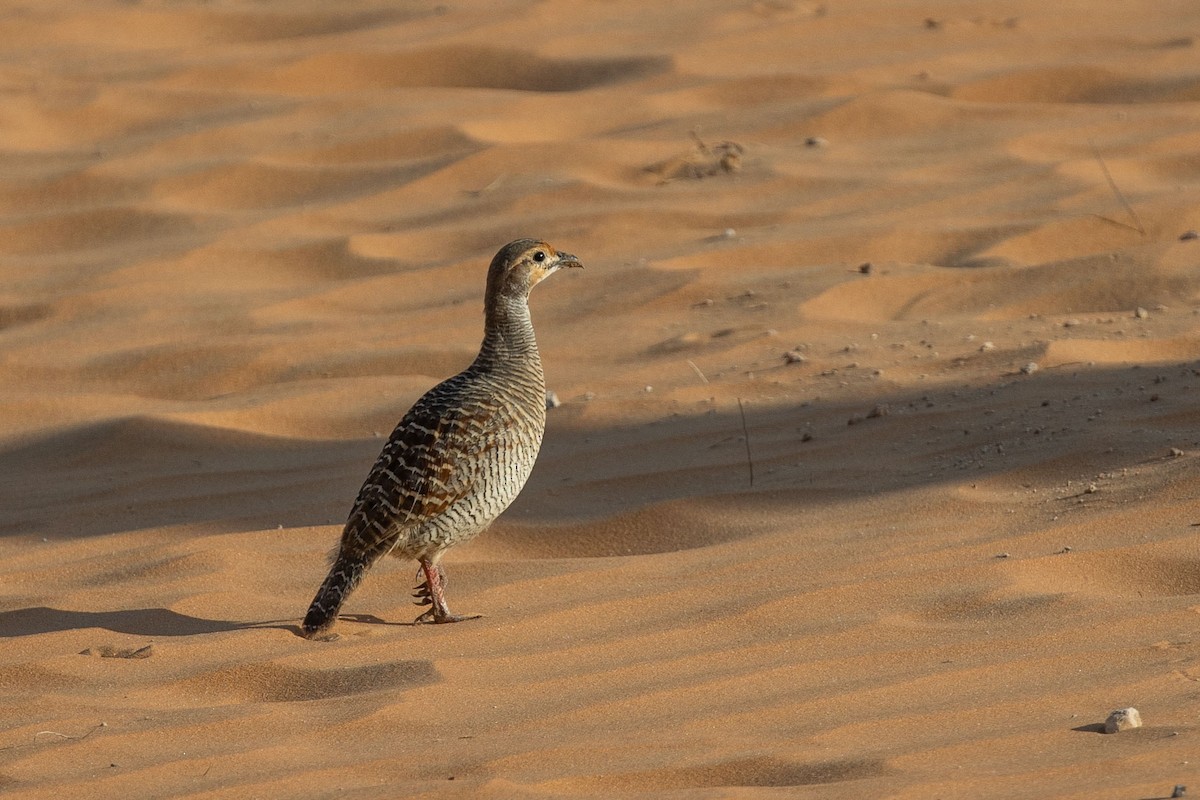 Gray Francolin - Nikos Mavris