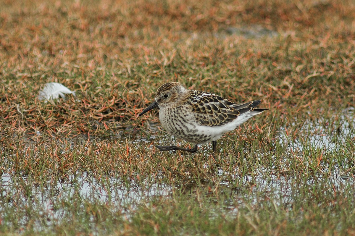 Dunlin - ML276135311