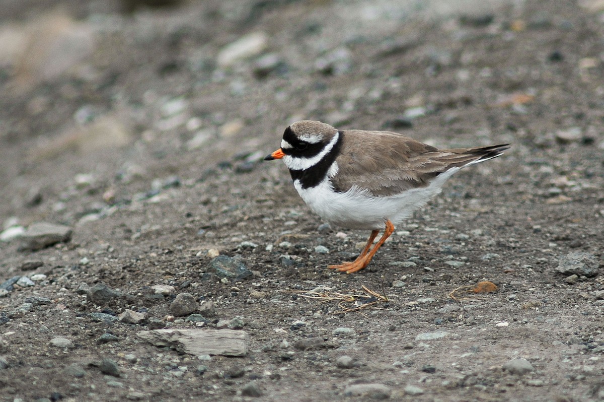 Common Ringed Plover - Peter Kennerley