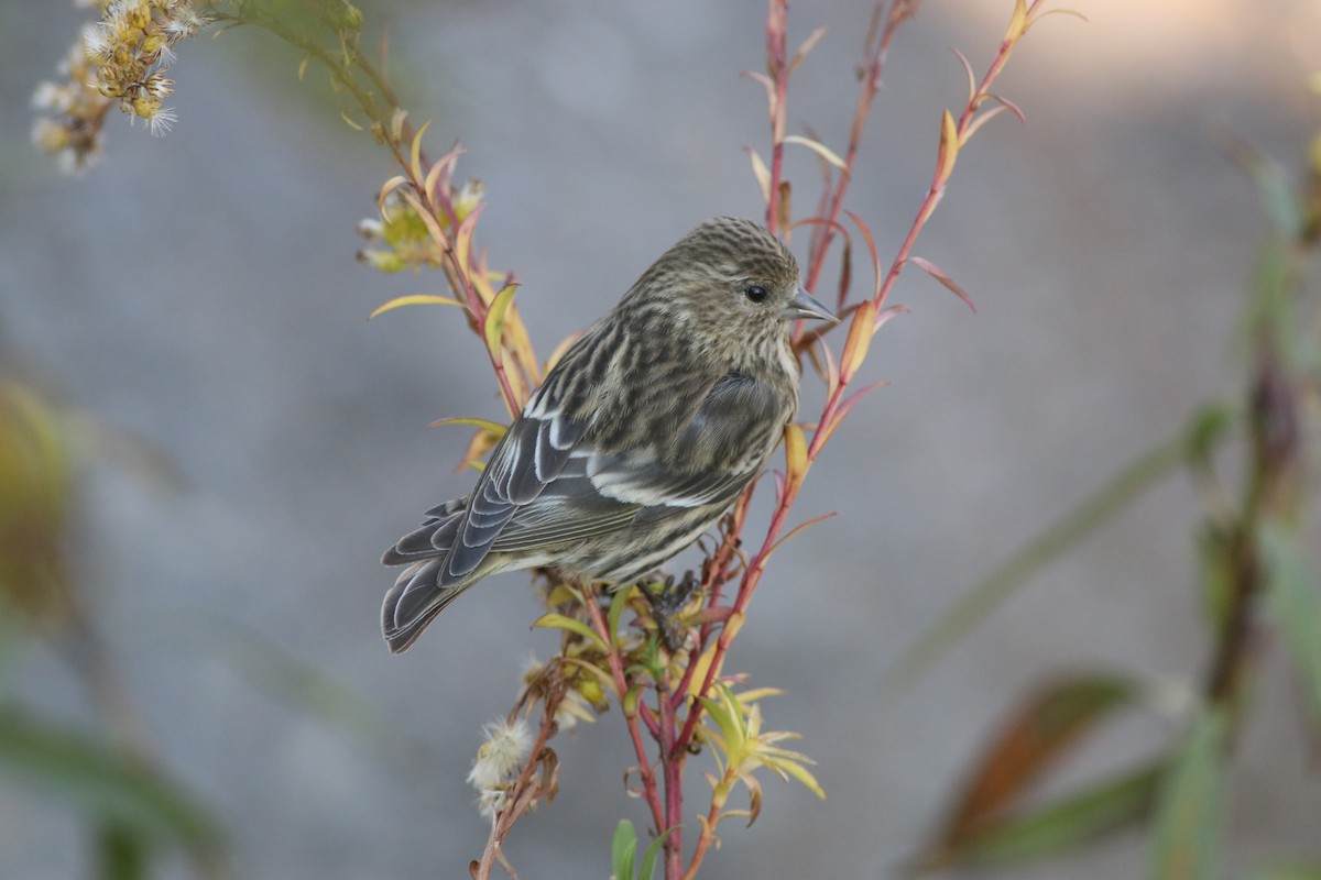 Pine Siskin (Northern) - ML276135941