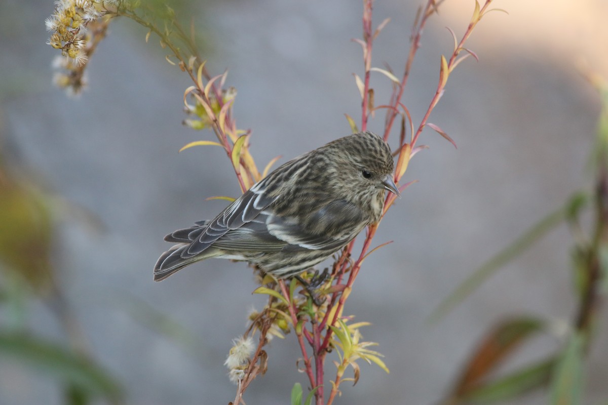 Pine Siskin (Northern) - ML276136071