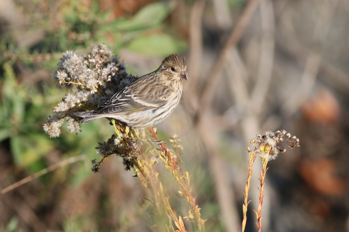 Pine Siskin (Northern) - ML276136261