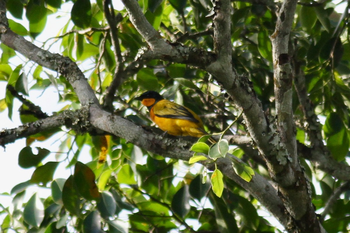 Oriole Cuckooshrike - Mathias D'haen