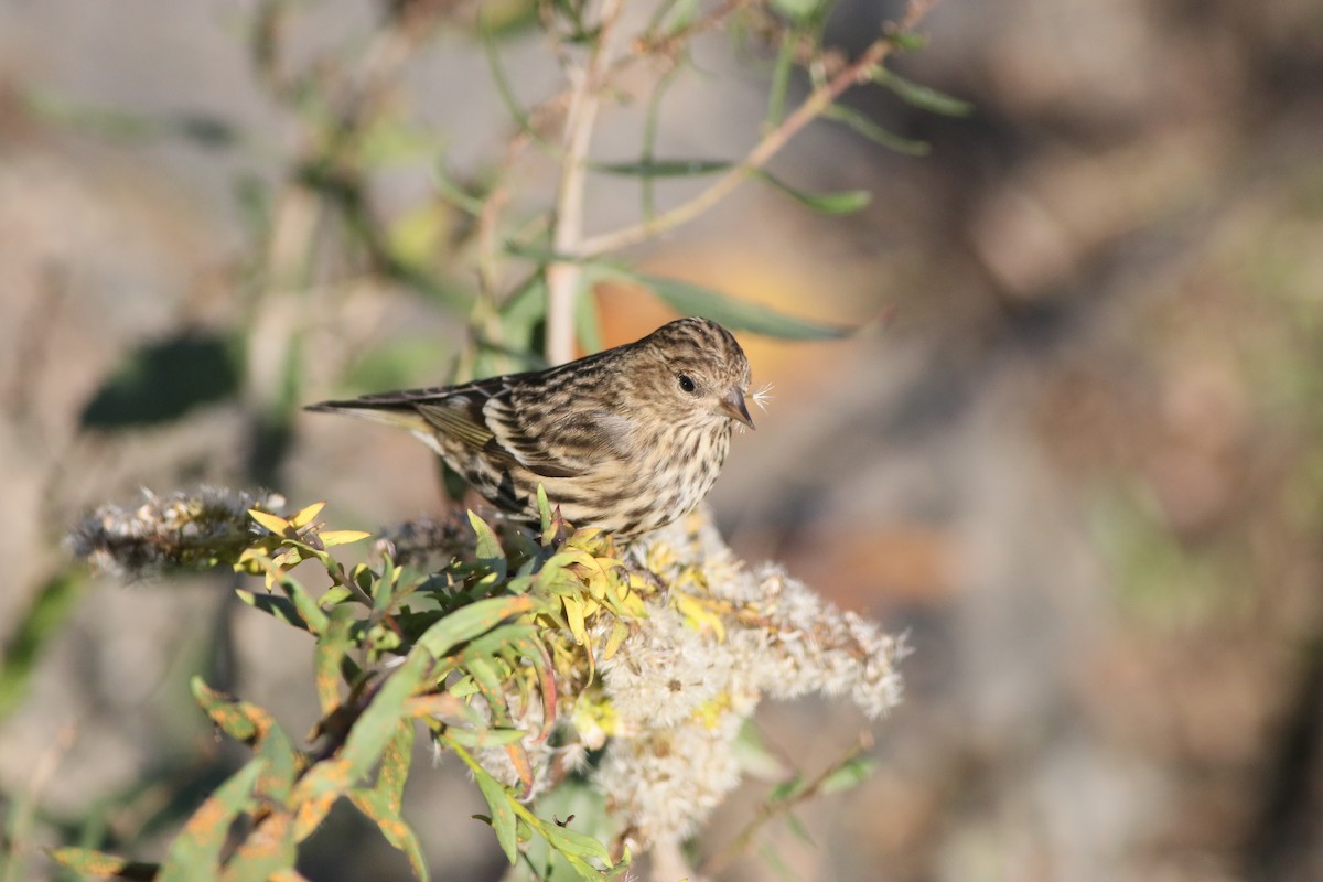 Pine Siskin (Northern) - ML276136721