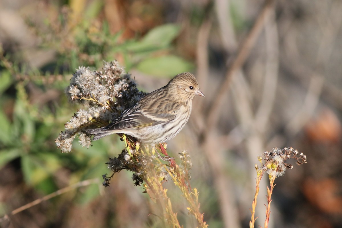 Pine Siskin (Northern) - ML276136851