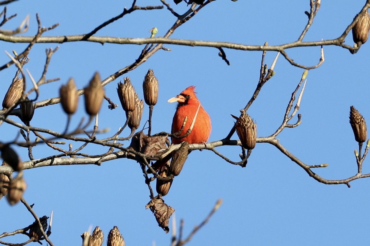 Northern Cardinal - ML276138361