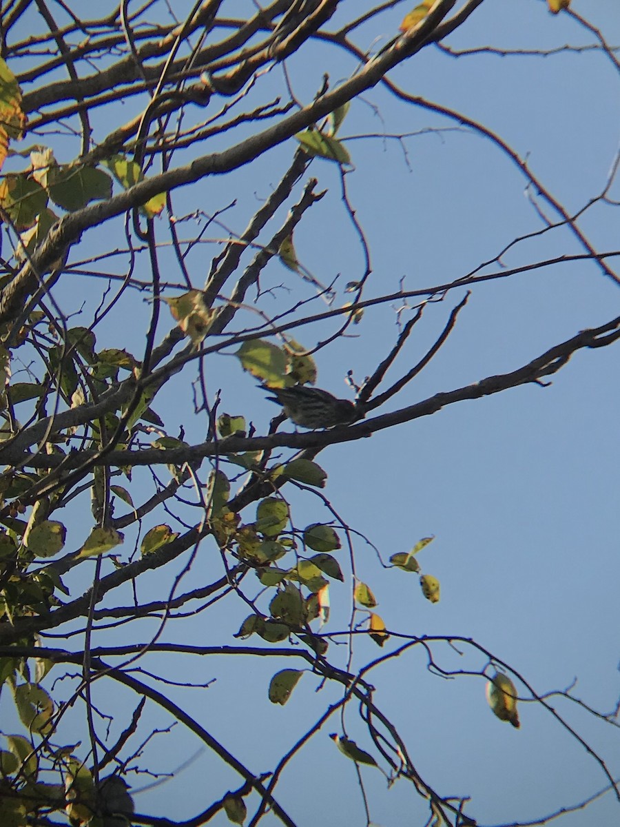 Pine Siskin - ML276138831