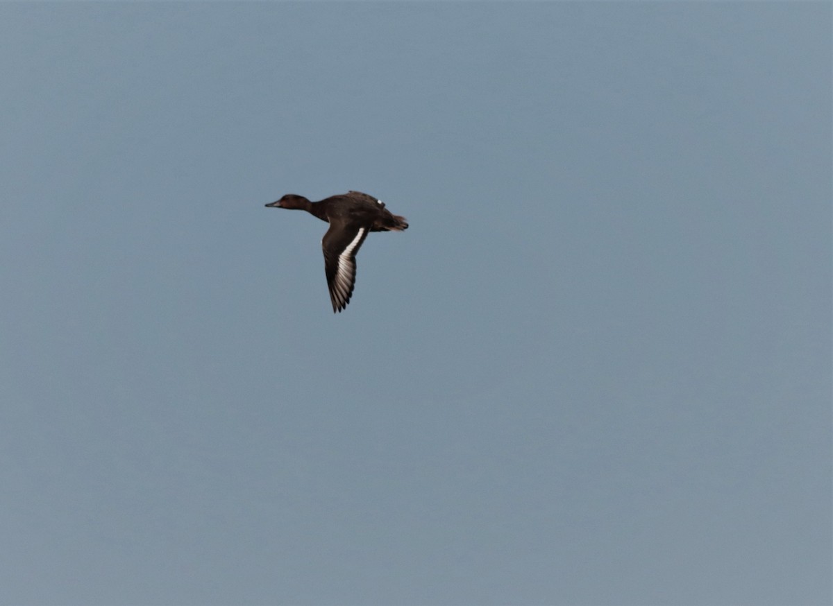 Ferruginous Duck - ML276138961