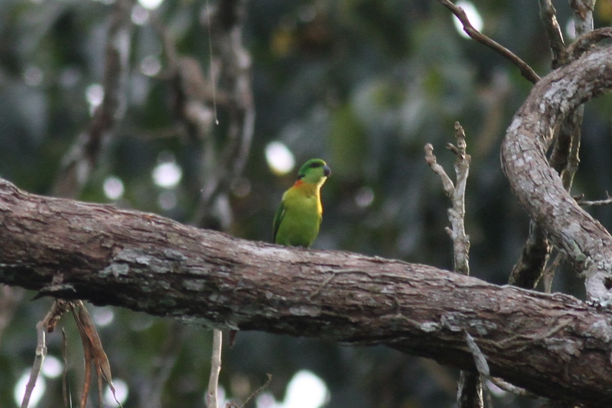 Black-collared Lovebird - ML276139801