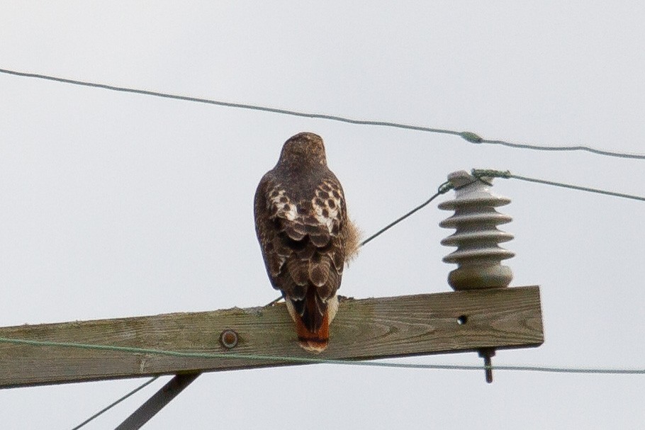 Red-tailed Hawk - ML276139811