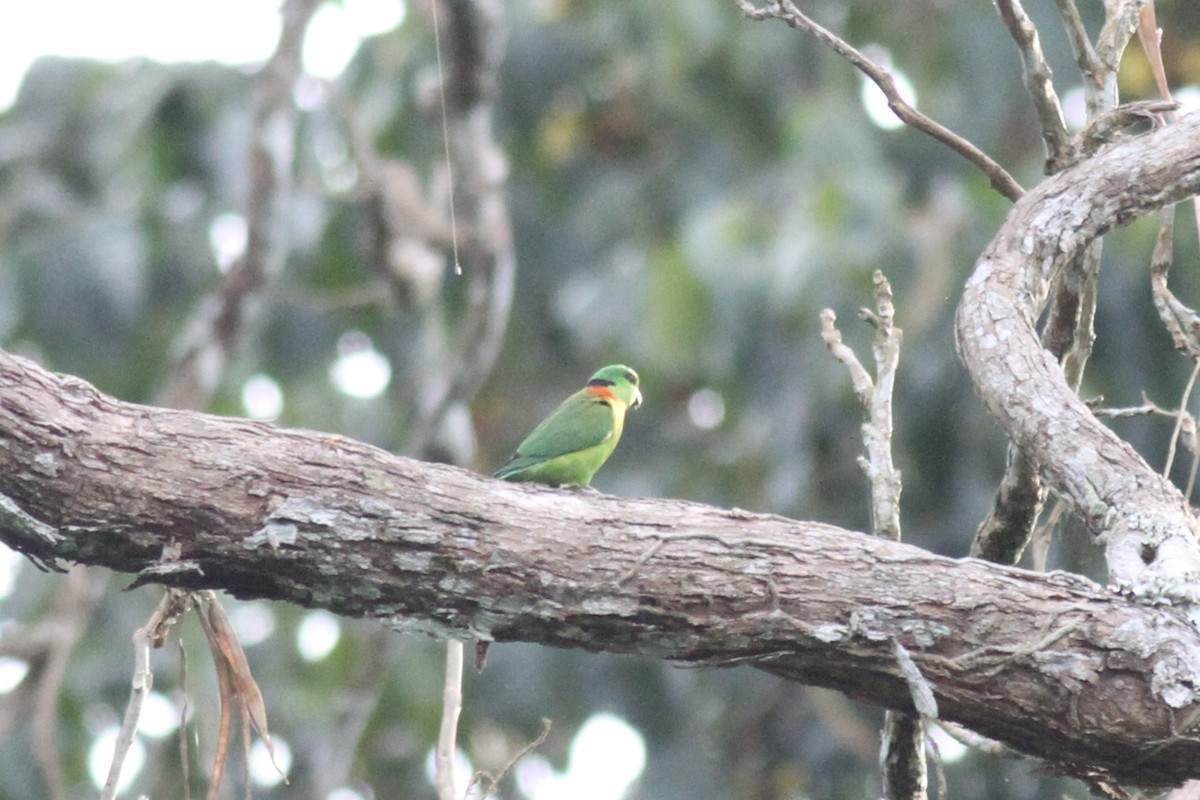 Black-collared Lovebird - Mathias D'haen