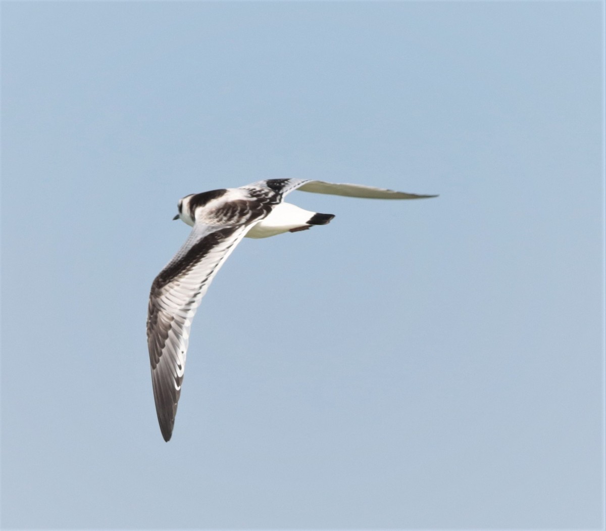 Mouette pygmée - ML276140021