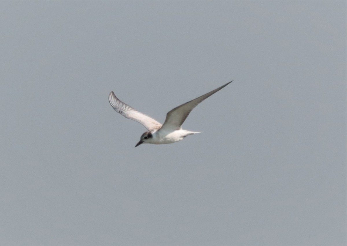 Whiskered Tern - ML276140211