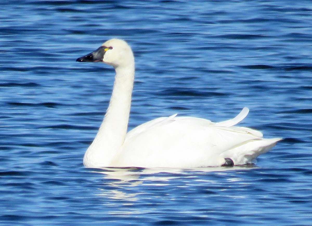Tundra Swan - ML276141021