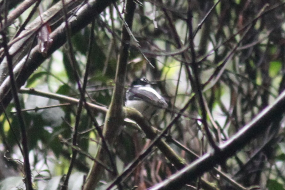 White-spotted Wattle-eye - ML276144001