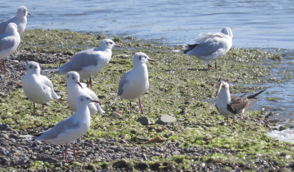 Brown-hooded Gull - ML276144331