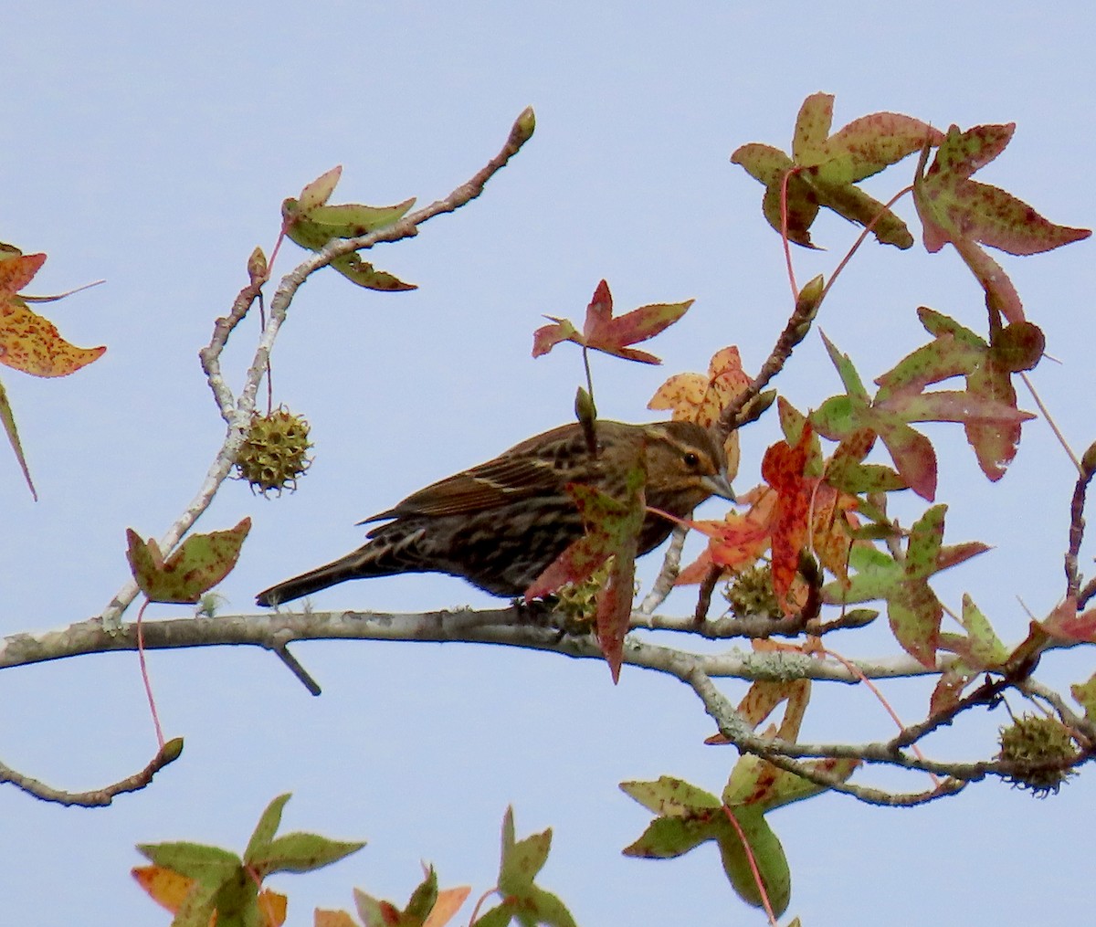 Red-winged Blackbird - ML276144831