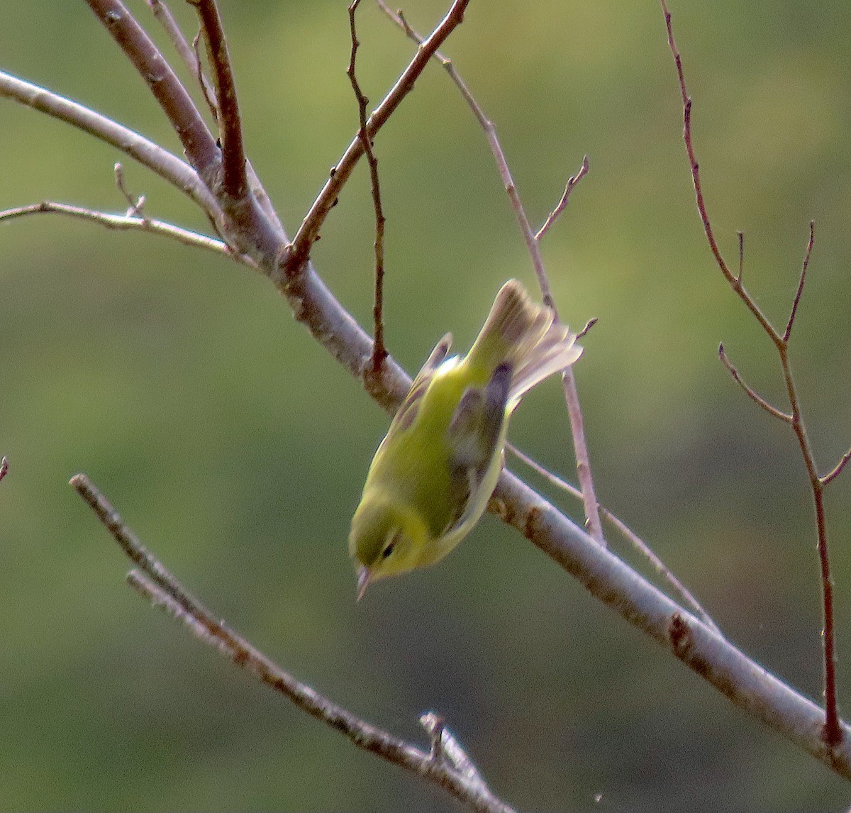 Tennessee Warbler - ML276145341