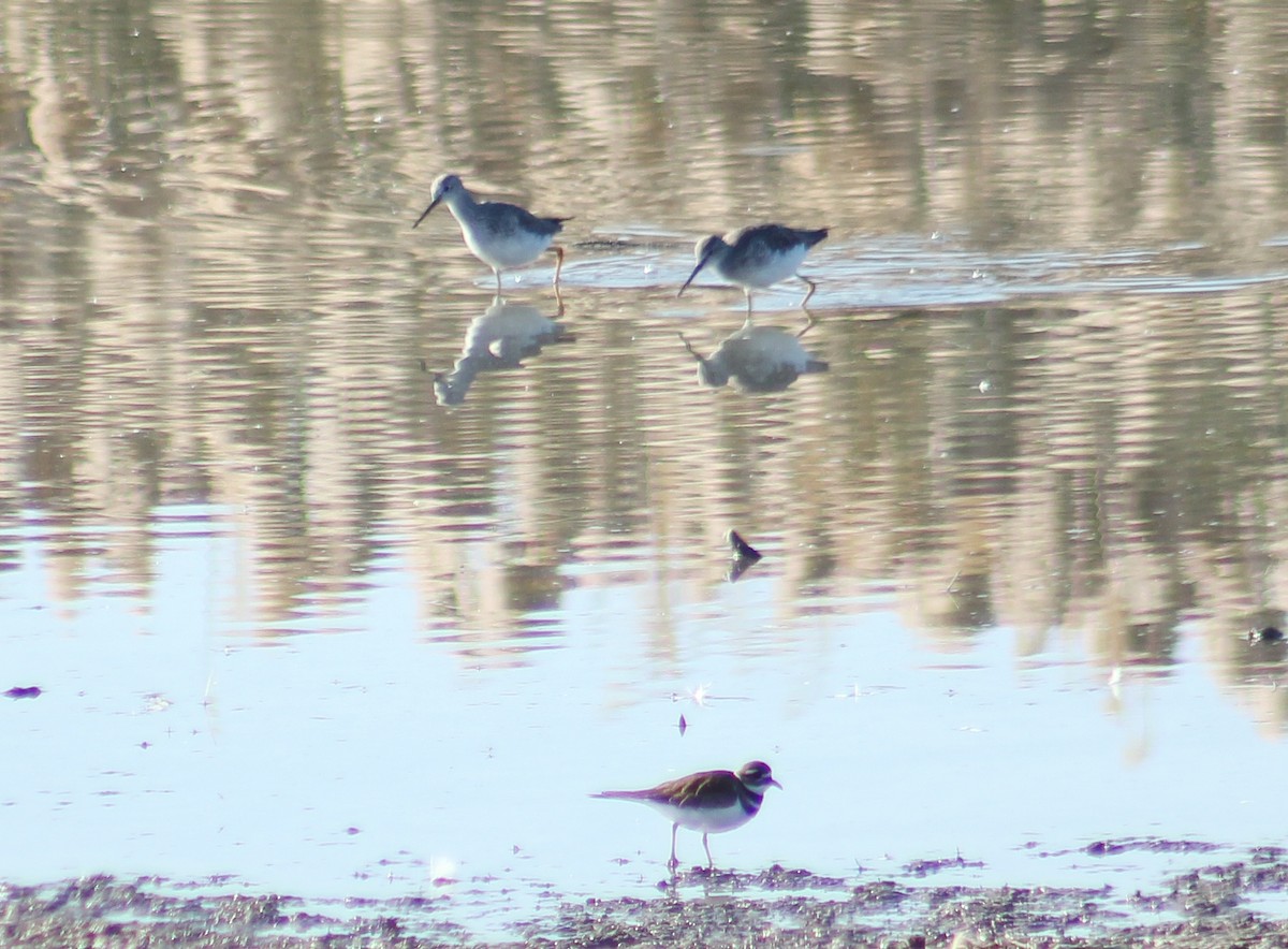 Greater Yellowlegs - Alex George