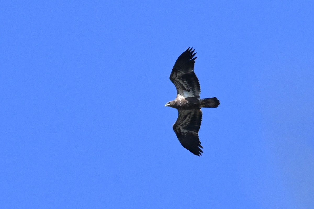 Bald Eagle - ML276145671