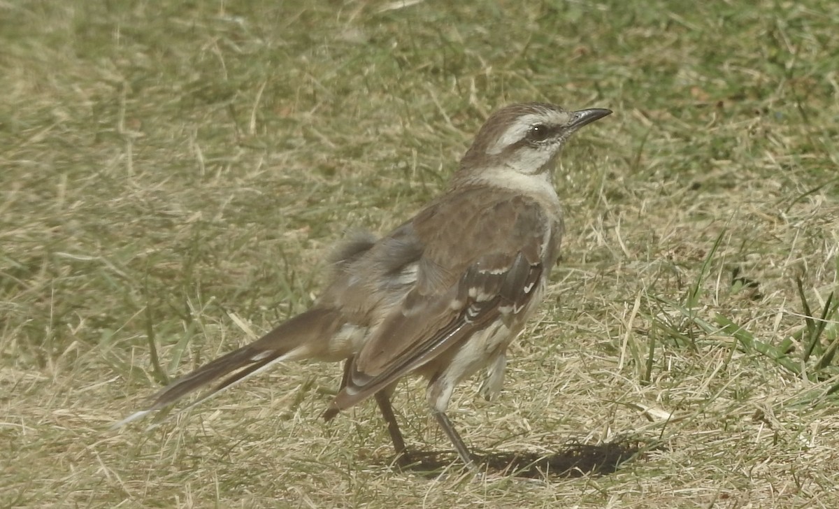 Chalk-browed Mockingbird - Noam Markus