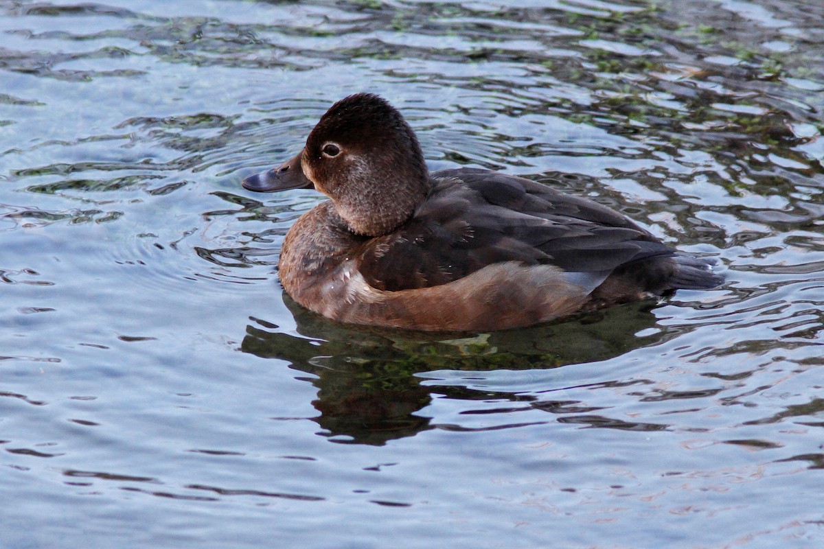 Ring-necked Duck - Serge Cloutier