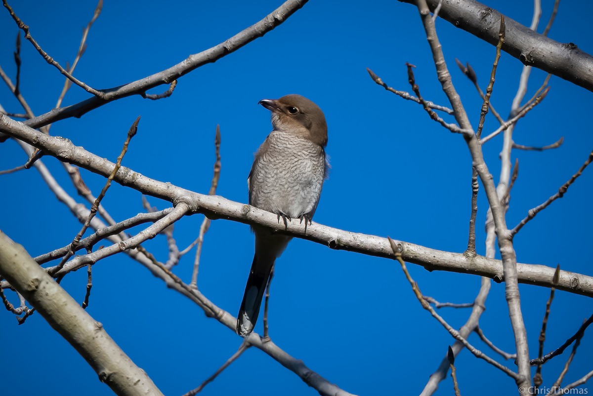 Northern Shrike - Chris Thomas