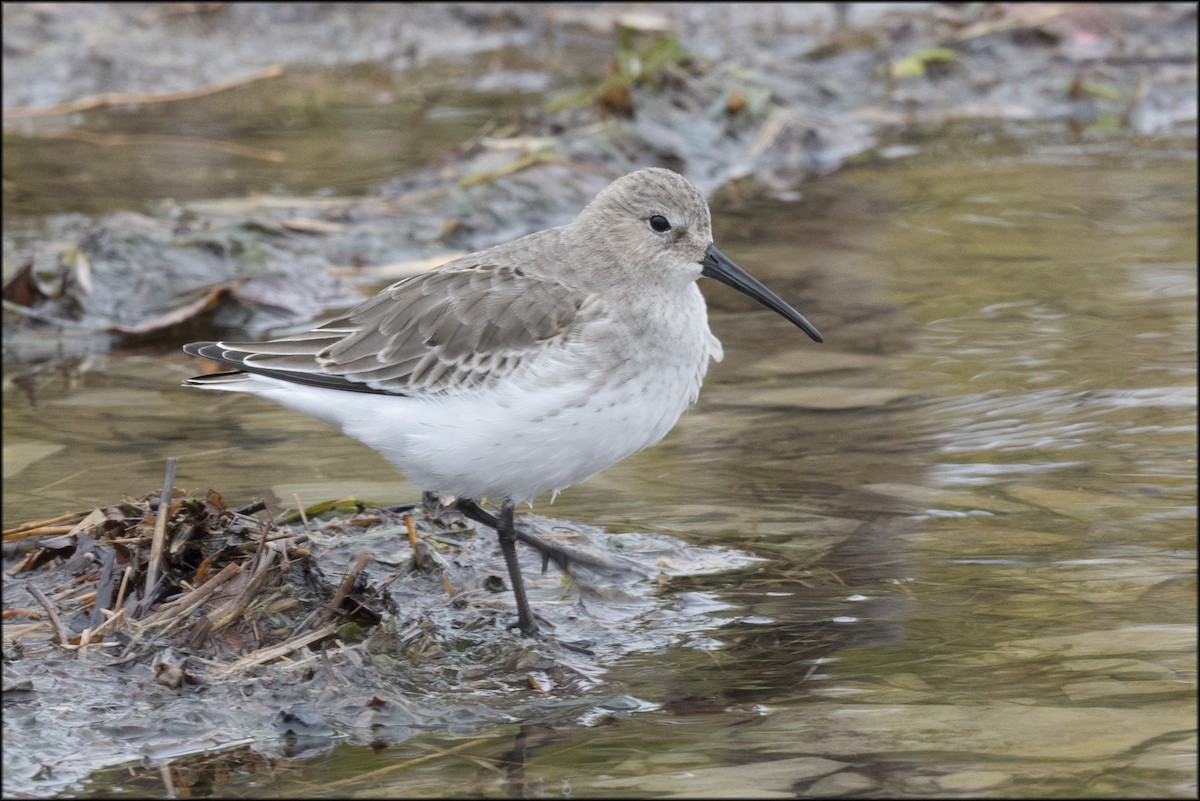 Dunlin - Paul Lagasi