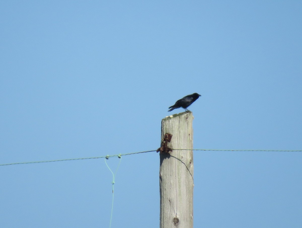 Fish Crow - ML276149111