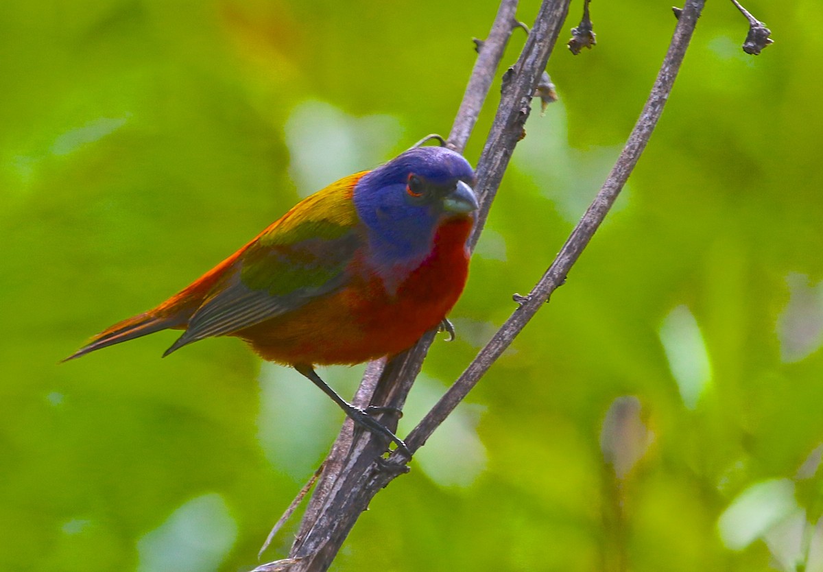 Painted Bunting - ML27614971