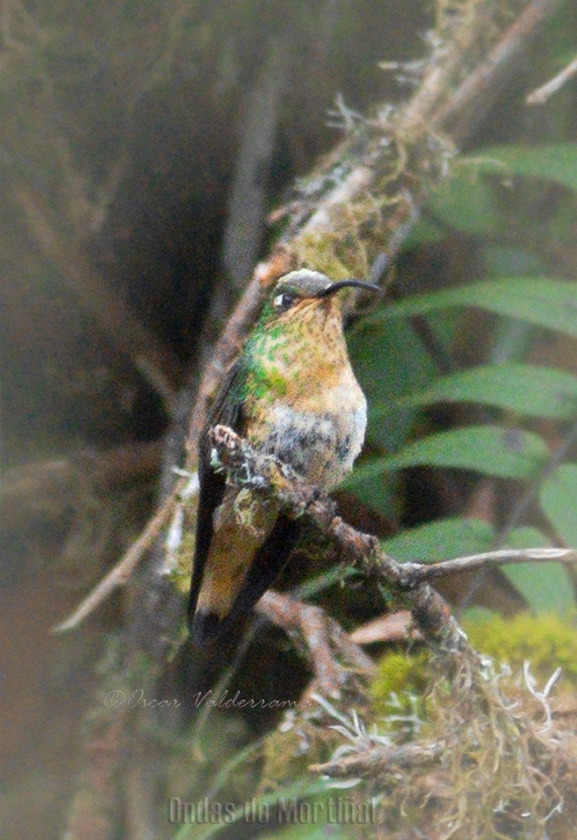 kolibřík aksamitový - ML276150121