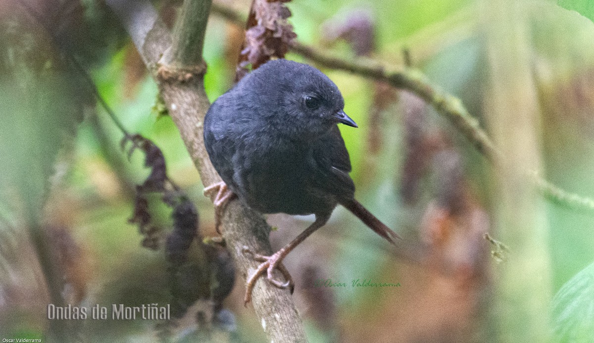 Blackish Tapaculo - ML276150691