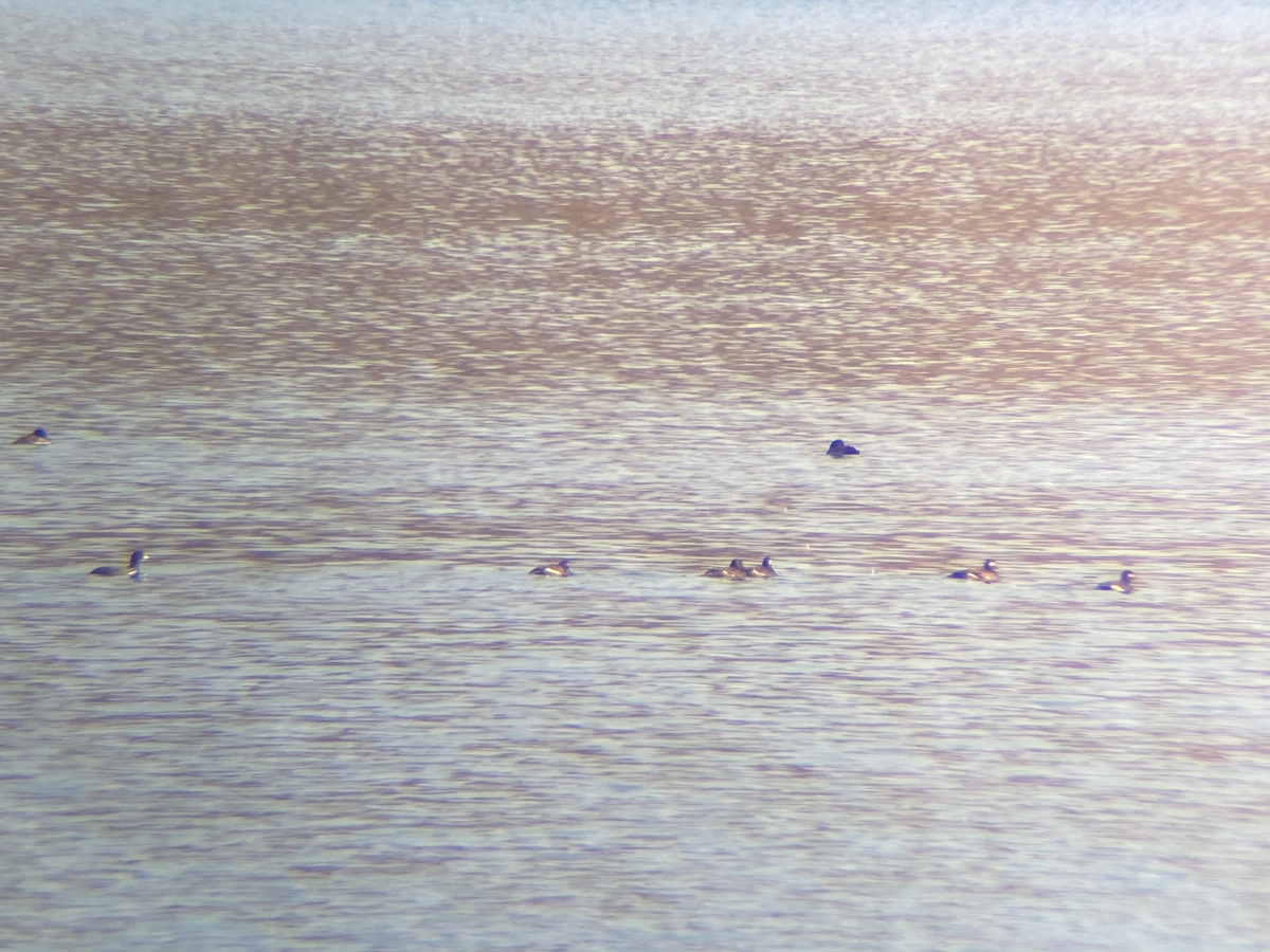 White-winged Scoter - ML276152231