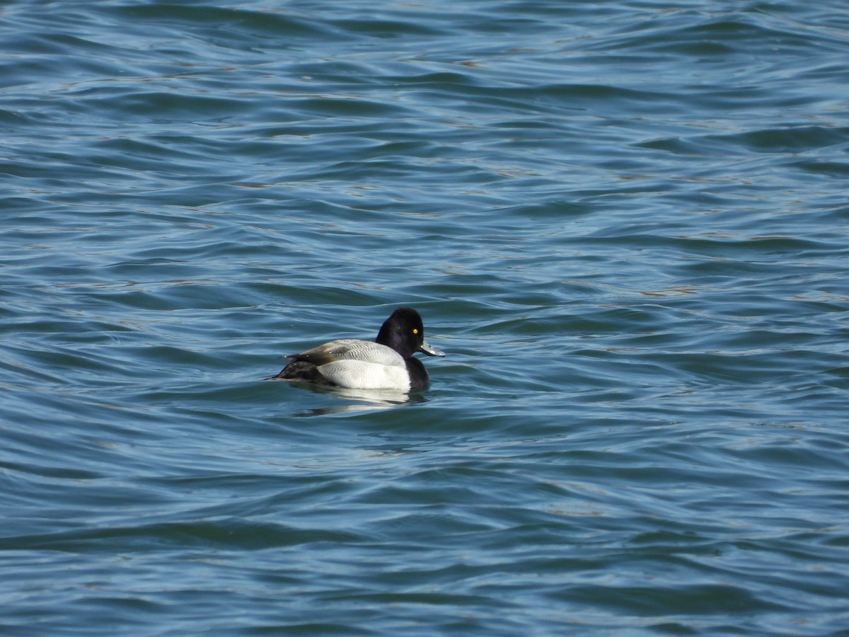 Lesser Scaup - Jeff Percell