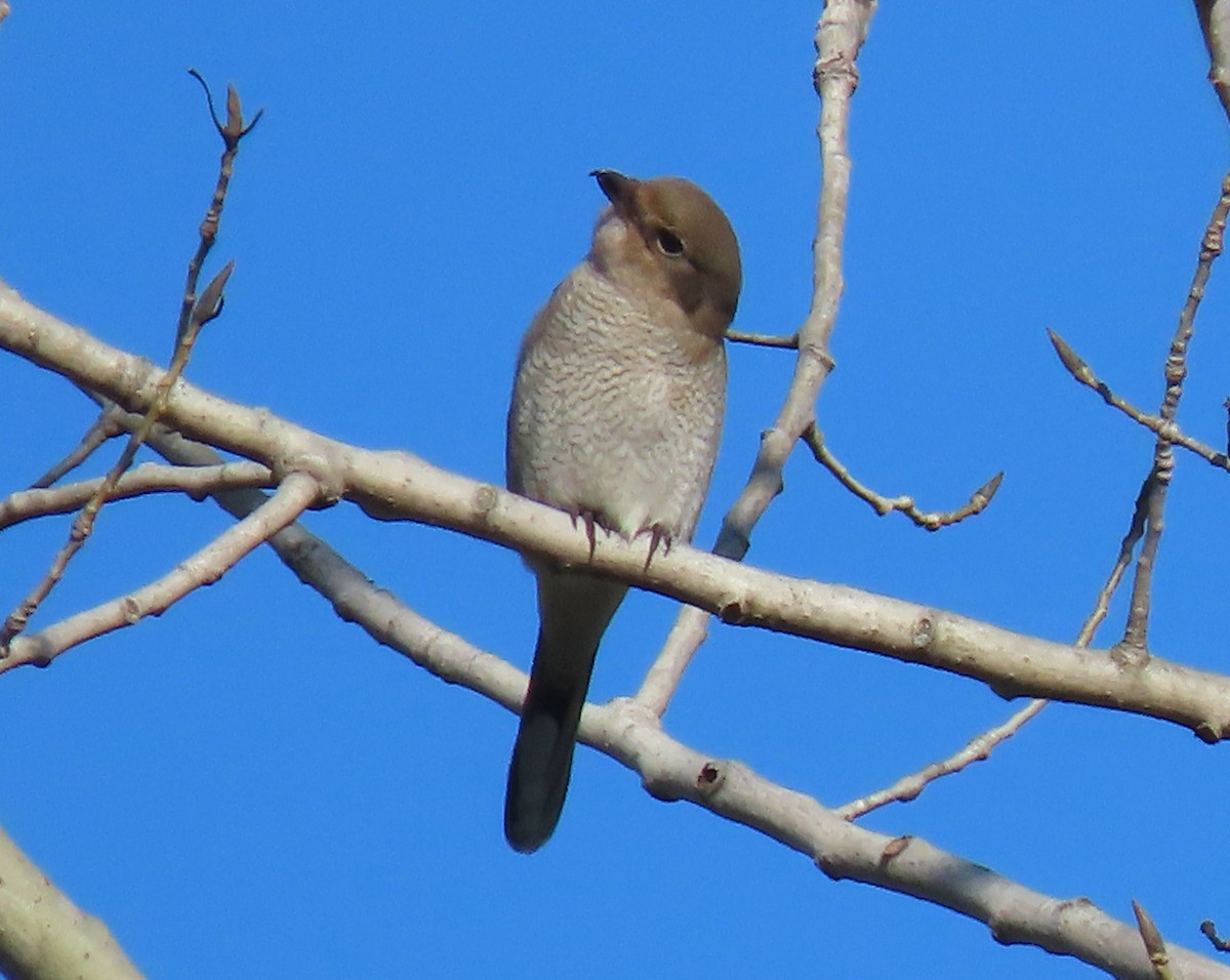 Alcaudón Boreal - ML276153861