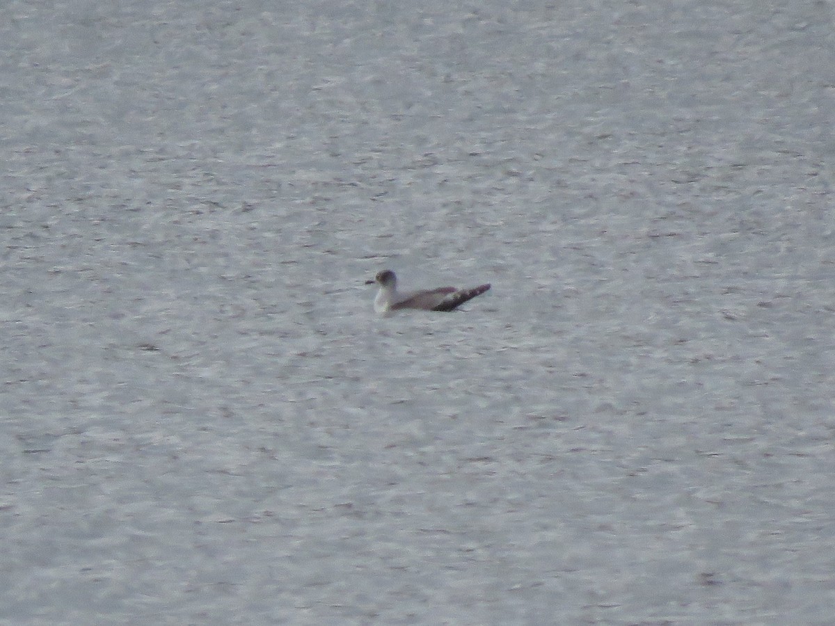 Franklin's Gull - ML276155171