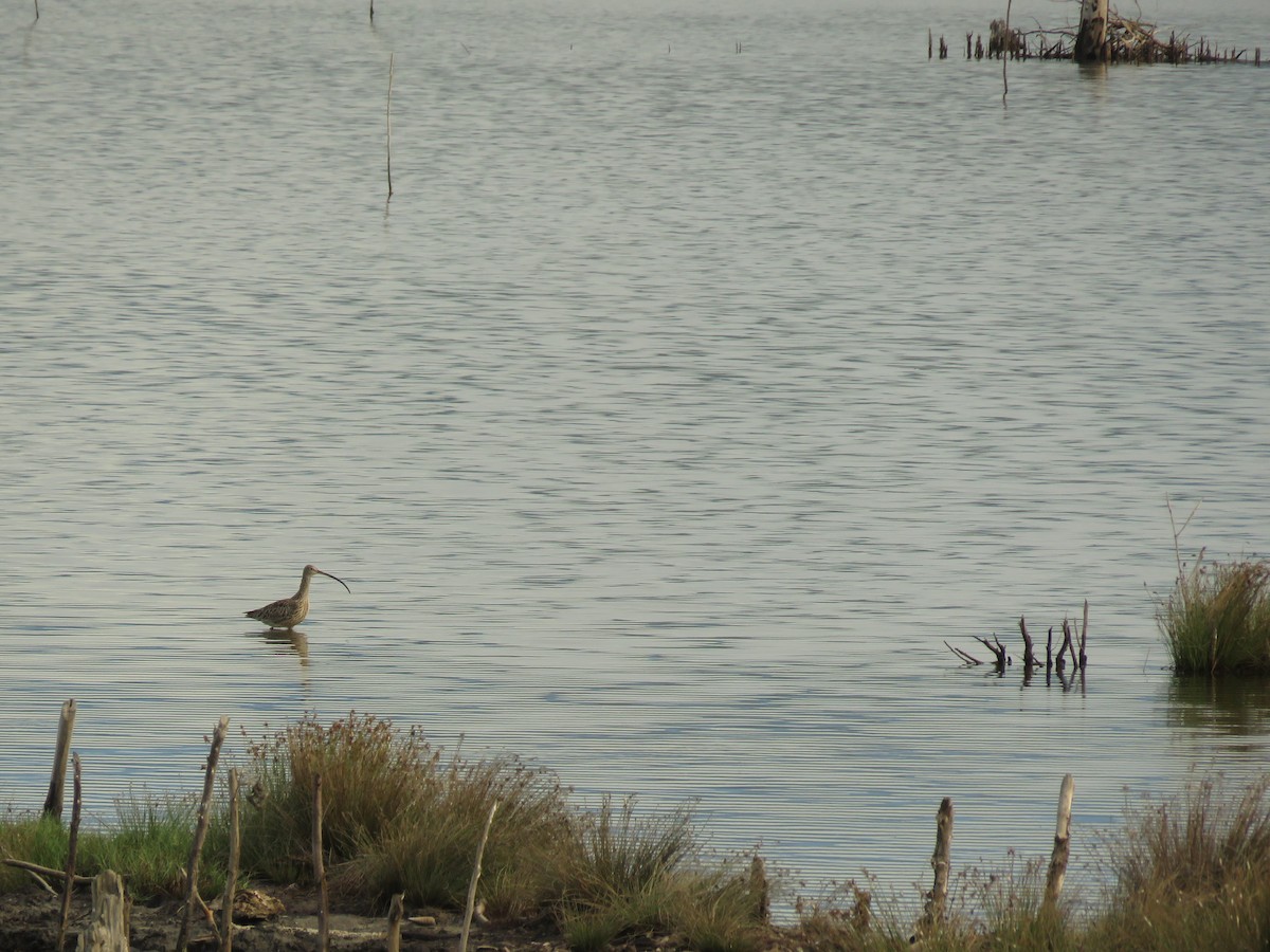 Far Eastern Curlew - ML276155361