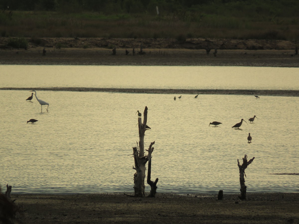 Far Eastern Curlew - ML276155541