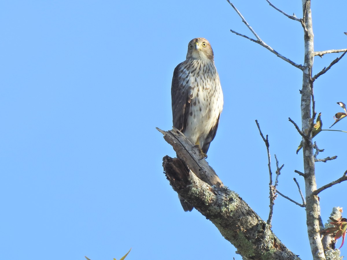 Cooper's Hawk - ML276156581