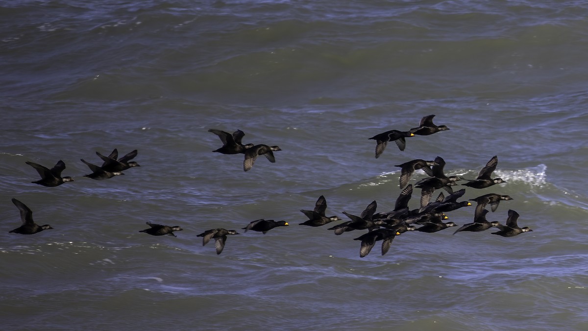 Black Scoter - David Fischer