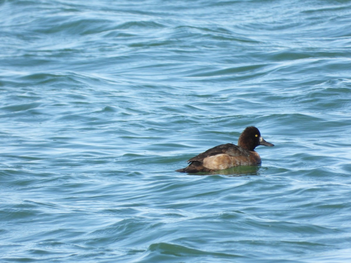 Lesser Scaup - Jeff Percell