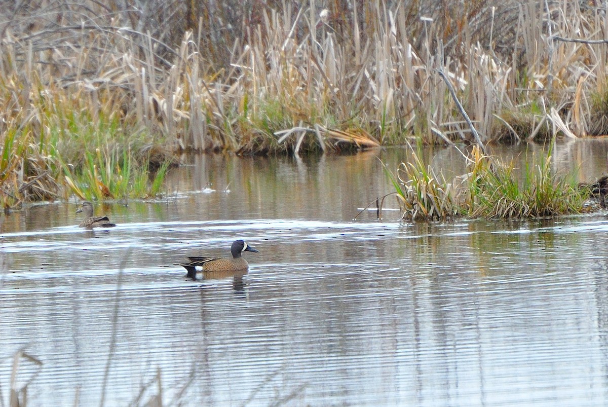 Blue-winged Teal - Steve Kinsley