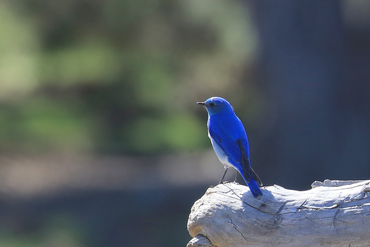 Mountain Bluebird - ML27615881