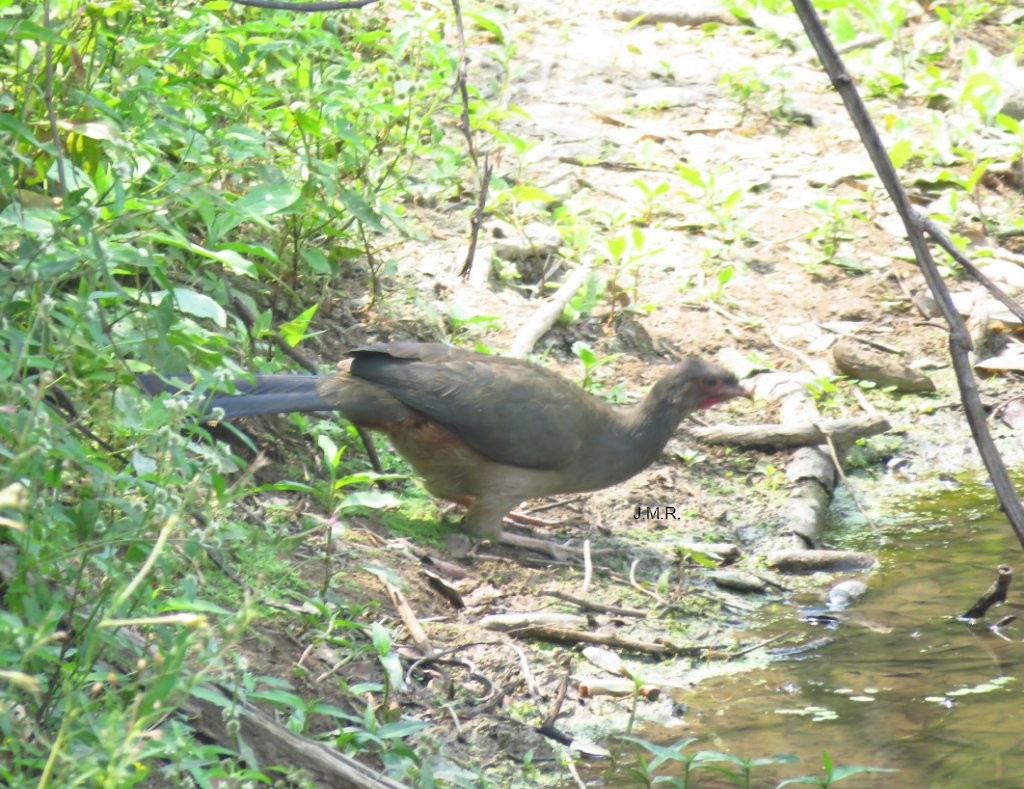 Chaco Chachalaca - ML276159981