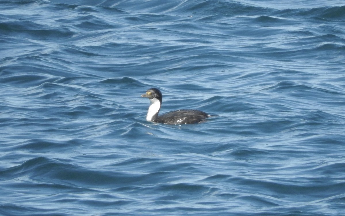 Cormorán Imperial - ML276160021