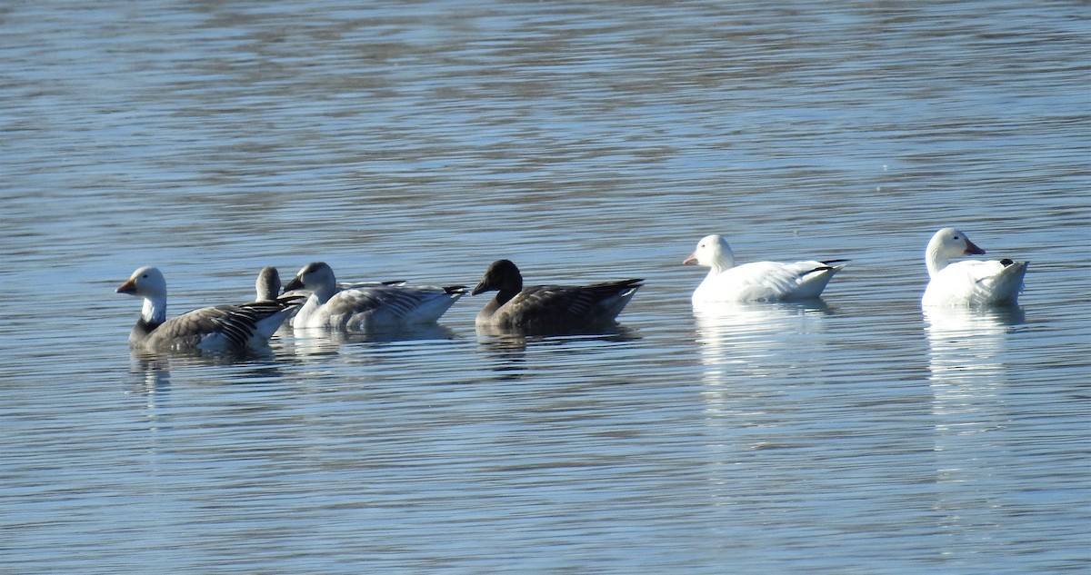 Snow Goose - ML276160821