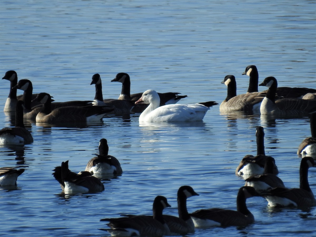 Snow Goose - ML276160911