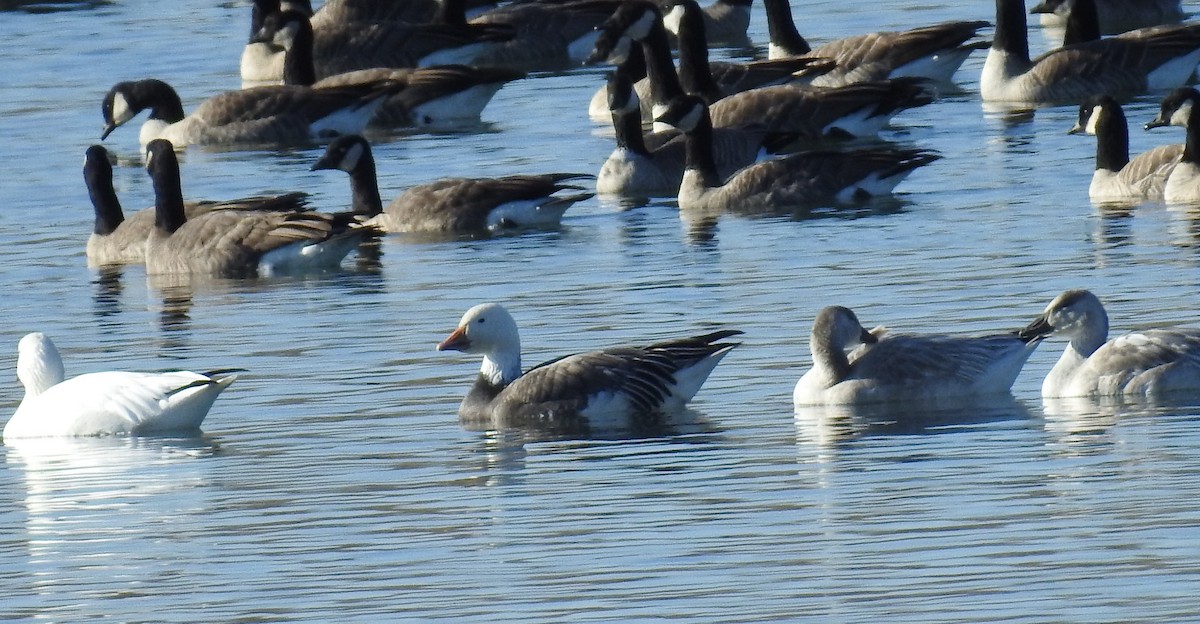 Snow Goose - ML276160951