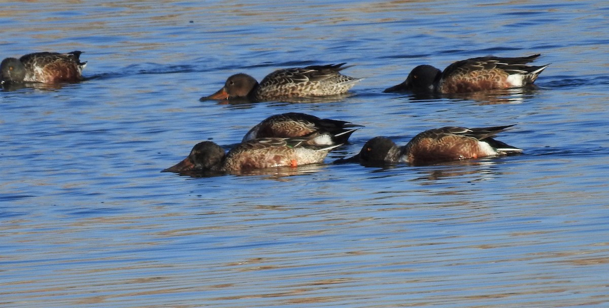 Northern Shoveler - ML276161211