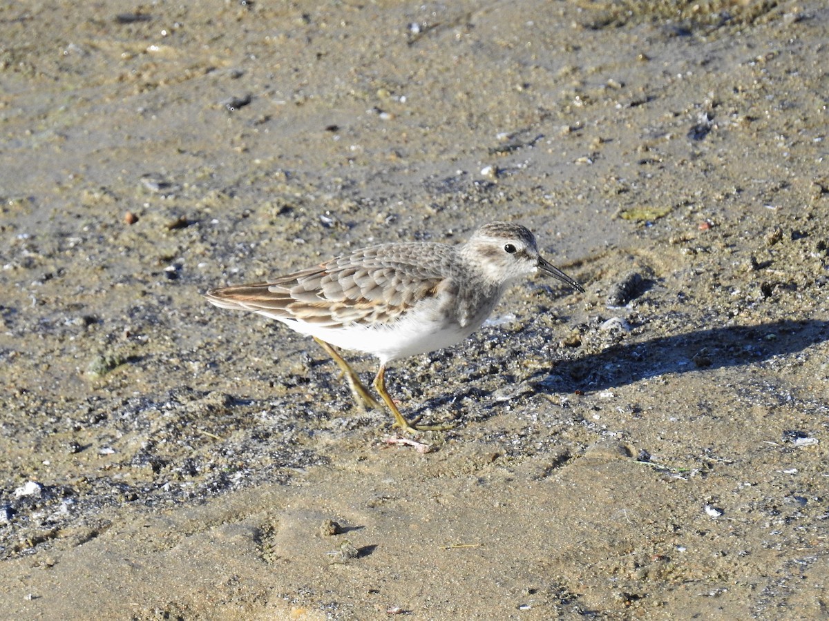 Least Sandpiper - Jane Baryames